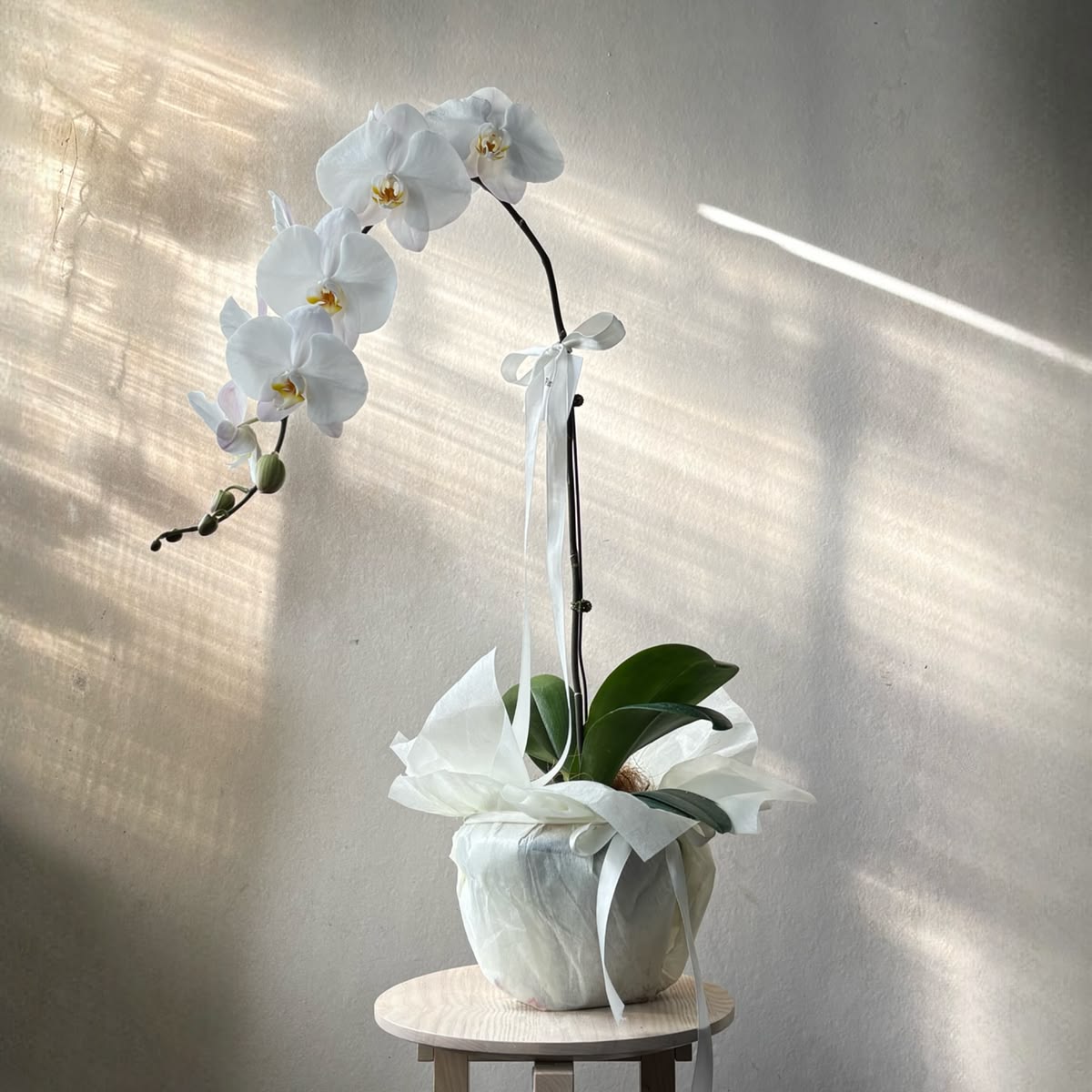 Orquídea Branca