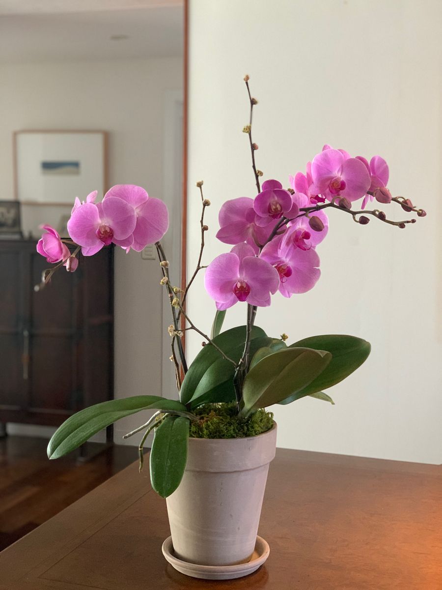 Orquídea Rosa